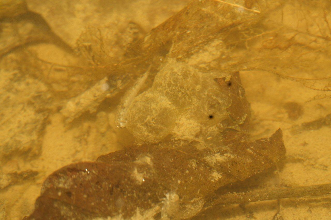 Centinaia di ovature di Salamandrina + 